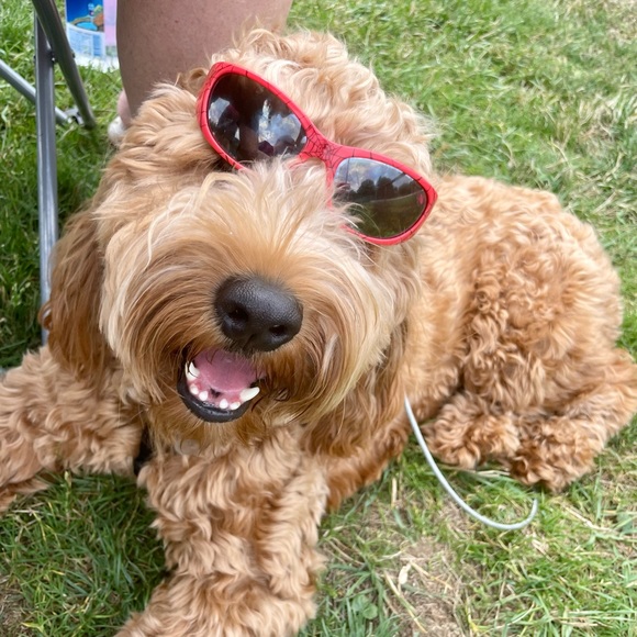 Meet your Posher, Danielle - Picture 8 of 11